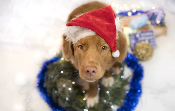 Look, pose, dog, red, Christmas, gifts, puppy, New year