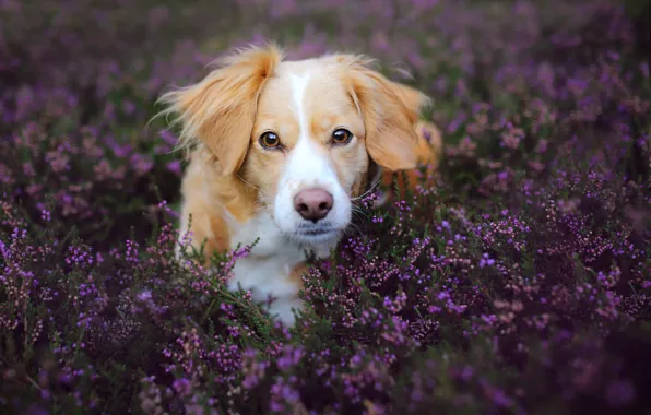 Field, look, flowers, nature, animal, dog, lavender, dog