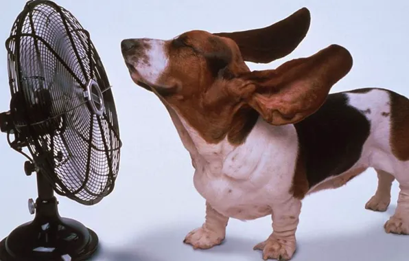 Animals, dog, fan