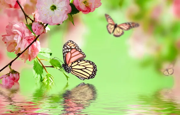 Water, butterfly, reflection, pink, spring, flowering, pink, water