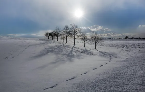 Picture winter, field, snow, trees, morning