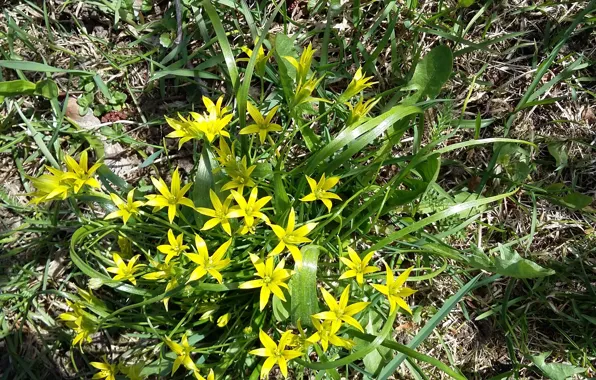 Grass, spring, sunlight, the first flowers, may 2017