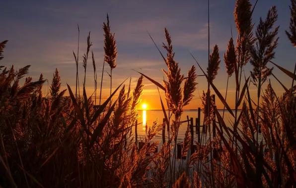 Picture sunset, the reeds, the evening