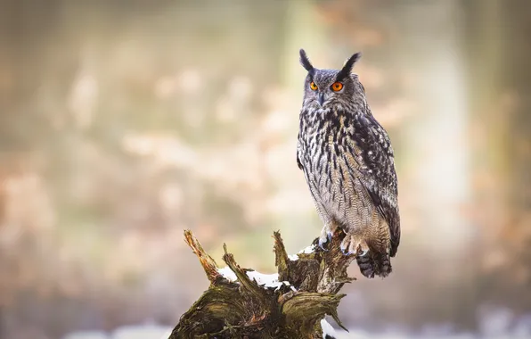 Winter, look, snow, nature, pose, owl, bird, snag