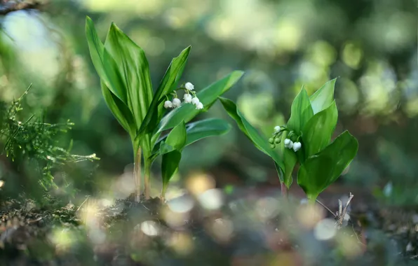 Picture flower, flower macro, macro, bokeh, lily of the valley, A little Secret Garden