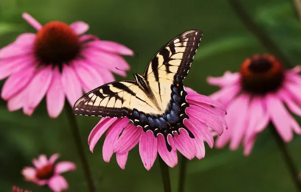 Flowers, butterfly, sailboat