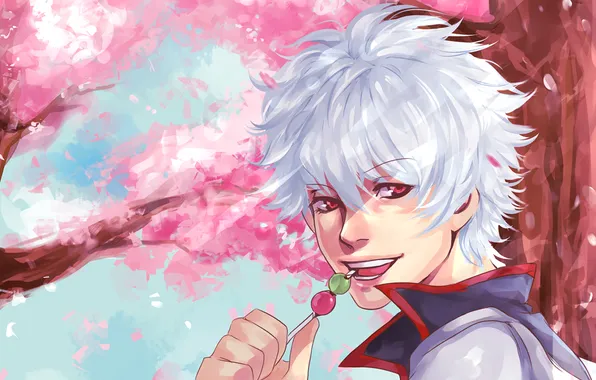 Tree, Sakura, samurai, male, Gintama, Gintama, Sakata Gintoki, Dango