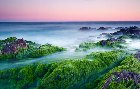 Picture sea, algae, stones, morning, pink