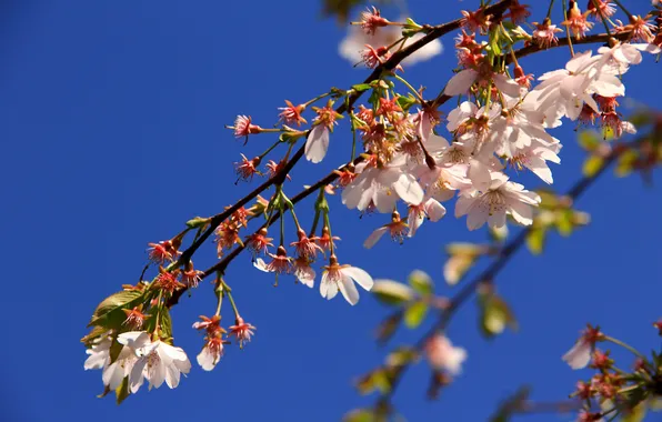 The sky, flowers, tree, branch, spring, fruit