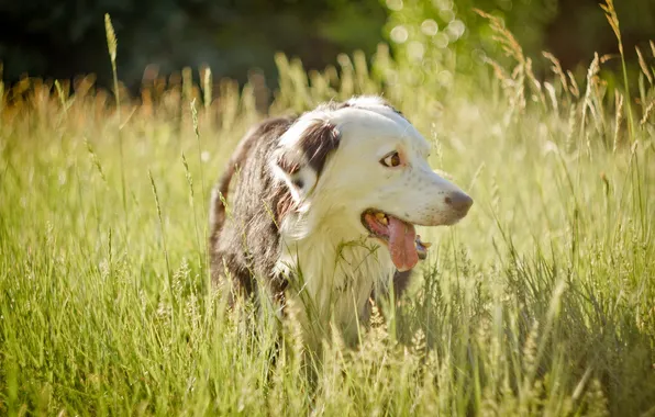 Field, summer, dog