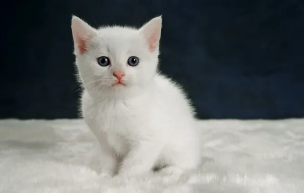 Picture look, kitty, portrait, baby, white kitten