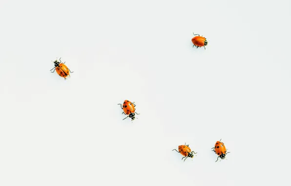 Background, color, ladybugs