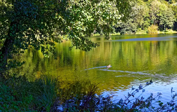 Greens, forest, summer, grass, trees, branches, lake, foliage