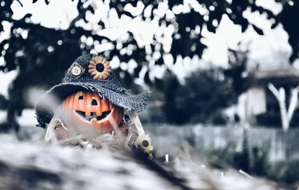 Background, Halloween, pumpkin
