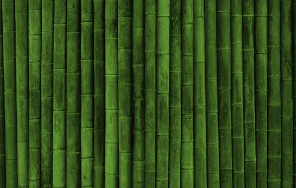 Picture green, plant, Japanese bamboo