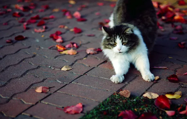 Picture autumn, cat, grass, cat, leaves, tile, paws, fluffy