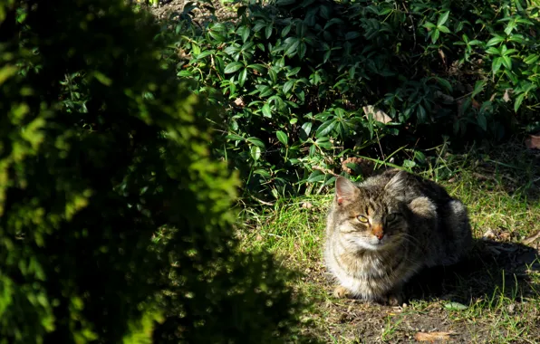 Picture greens, cat, look, grey, looks