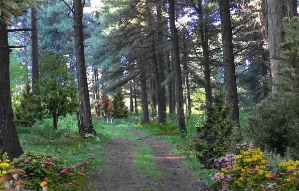 Road, flowers, mushrooms, horses, Forest, road, taiga, flowers