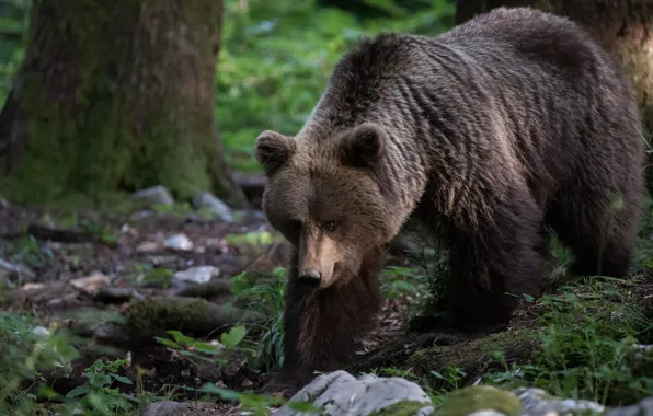 Picture forest, look, face, trees, nature, pose, stones, bear