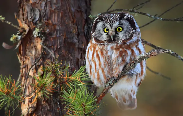 Forest, trees, needles, branches, Tengmalm's owl, small owl