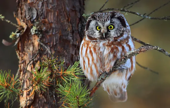 Forest, needles, branches, tree, Tengmalm's owl, small owl