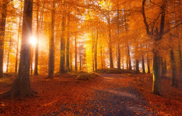 Road, autumn, forest, leaves, the sun, rays, light, trees