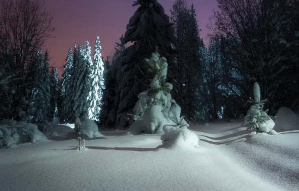 Picture winter, snow, trees, landscape, night, nature, ate, Christmas trees