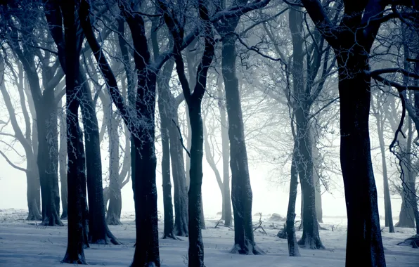 Winter, snow, trees, nature, blue