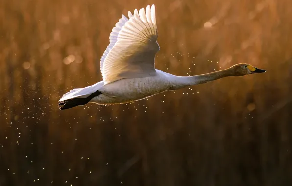 Squirt, bird, Swan, flight, duck, the rise, goose