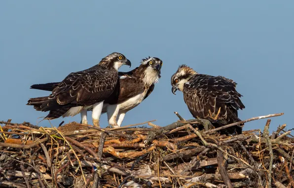 Birds, branches, socket, three, trio, osprey, predatory