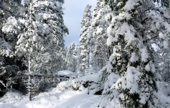 Finland, Finland, Uusimaa, Nuuksio national park, Tockskog