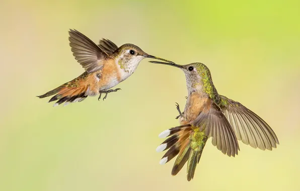 Picture bird, wings, beak, Buffy Hummingbird, tricolor selasphorus