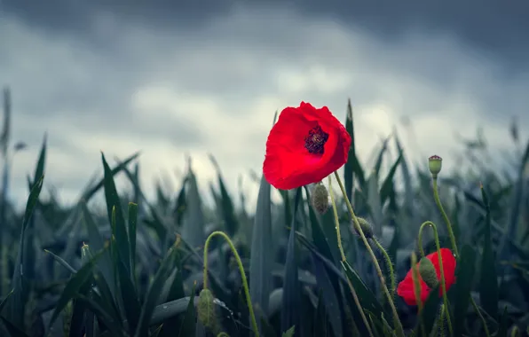 Picture the sky, leaves, clouds, flowers, red, Mac, Maki, gloomy