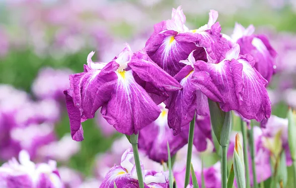Flowers, spring, irises
