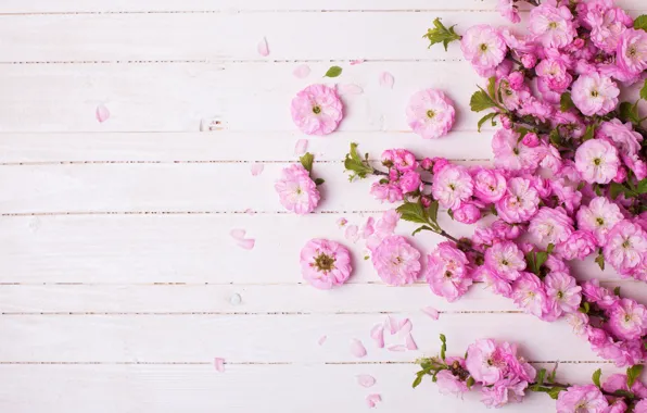 Flowers, branches, petals, pink, pink, flowers, Tachinska Marina