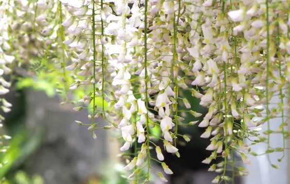 Picture spring, brush, flowering, Wisteria