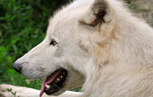 Picture white, face, wolf, predator