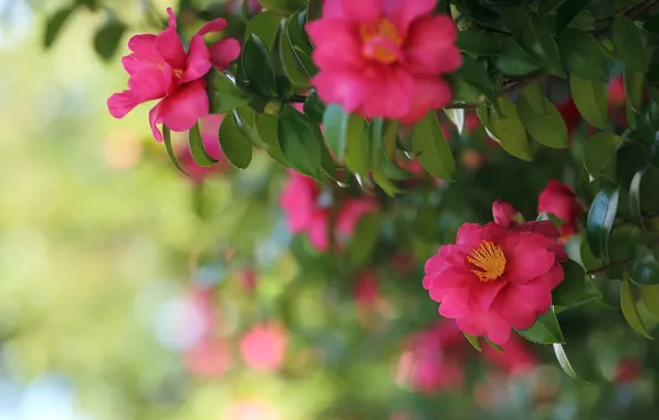 Leaves, trees, petals, Camellia