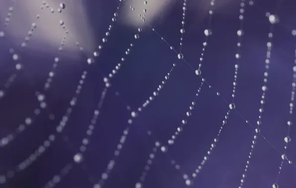 Droplets, web, Lilac background