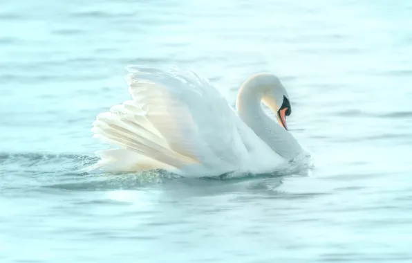White, water, bird, Swan, pond, swimming