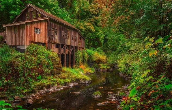 Forest, river, mill, Washington, Washington, woodland, Woodland, Cedar Creek Grist Mill