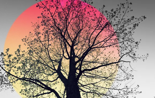 Trees, nature, background