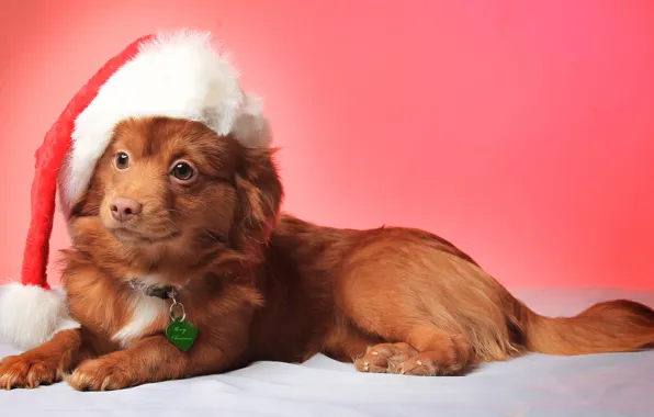 Look, smile, hat, Christmas, dog, christmas, Dog, hat