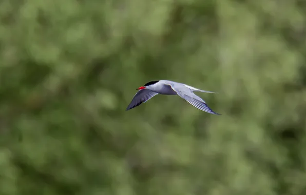 Flight, birds, background, Seagull, photohunt