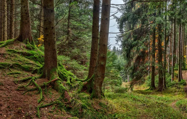 Forest, grass, trees, moss, Germany, Bayern