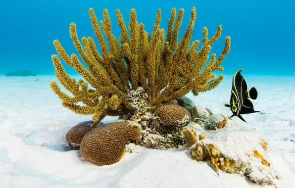 Sea, fish, corals