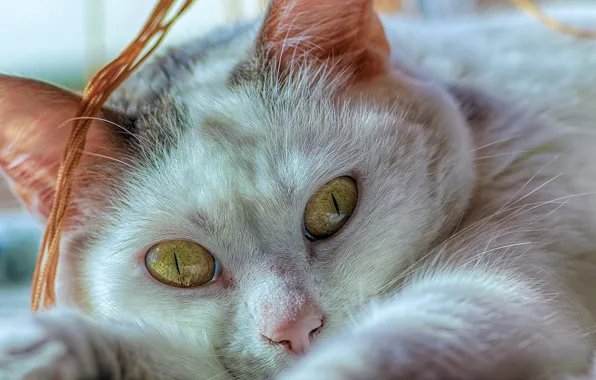 Cat, eyes, look, close-up, muzzle, cat