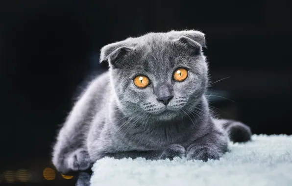 Cat, look, pose, the dark background, kitty, grey, portrait, fold