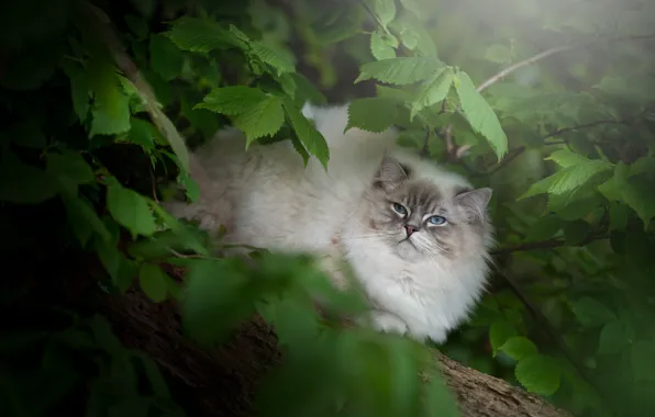 Greens, cat, cat, look, leaves, branches, nature, tree