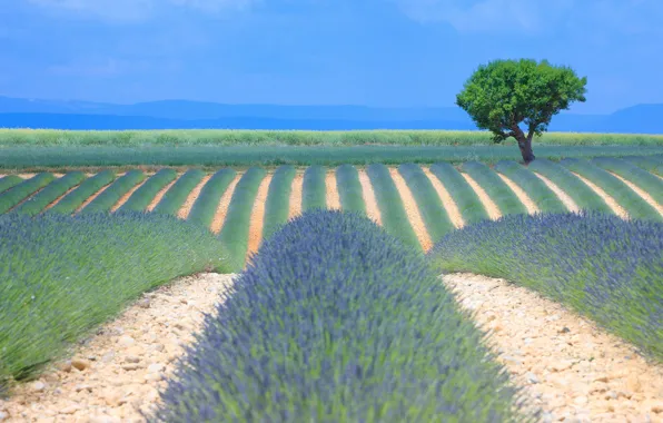 Greens, field, summer, the sky, flowers, mountains, nature, strip